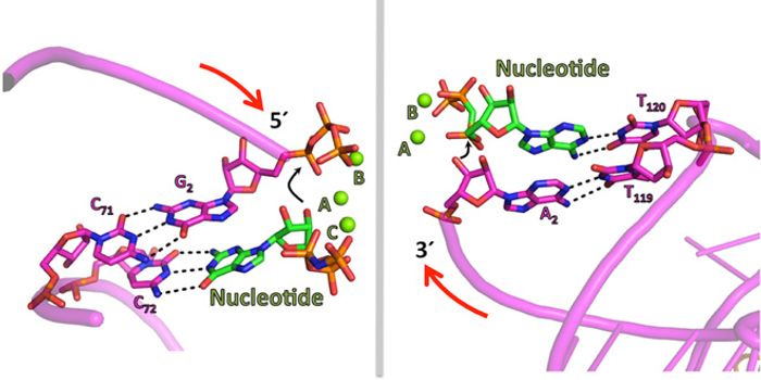 Understanding why DNA Replication Prefers one Direction