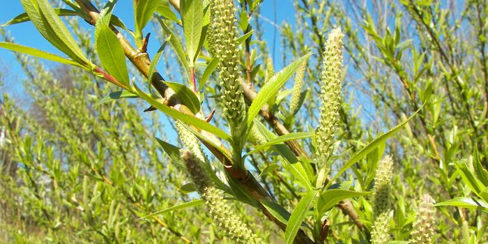 Plant Extracts Found to Slow Down Aging Process