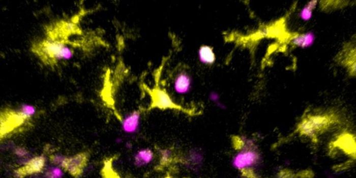 Visualizing the Maturation of T Cells in the Thymus