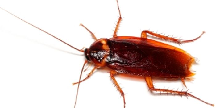 Computers in cockroaches? Is that a good idea?