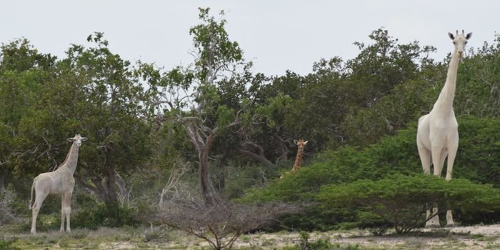 Rare Leucistic Giraffes Are Spotted and Filmed in Kenya