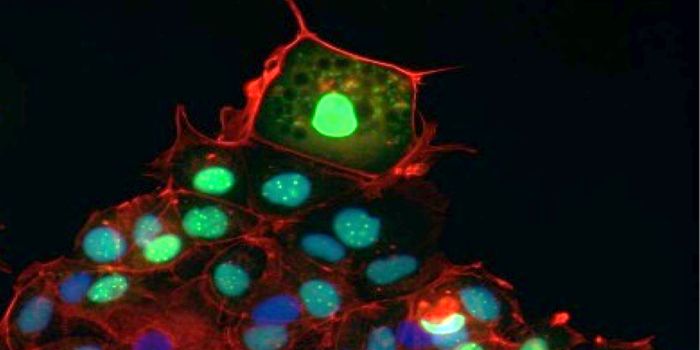 Researchers Unlock the Mysteries of Wound Healing