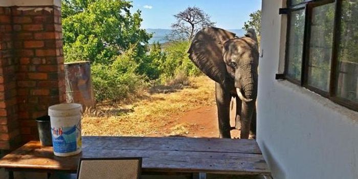 Elephant Wounded by Gunshot Appears to Seek Human Help