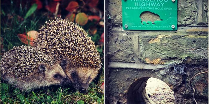 Can Hedgehog Infrastructure Save Britain's' Spiny Friends?