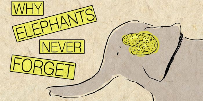 The elephant who never forgets