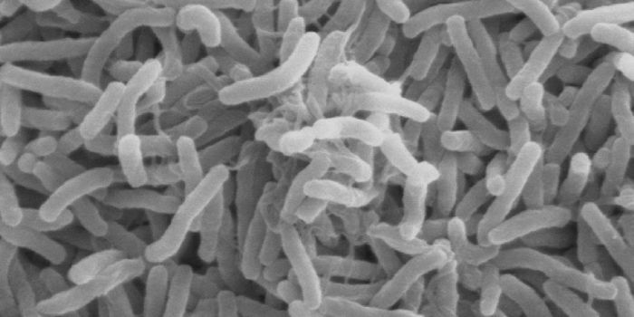 Colon Cancer Screening Via Gut Bacteria?