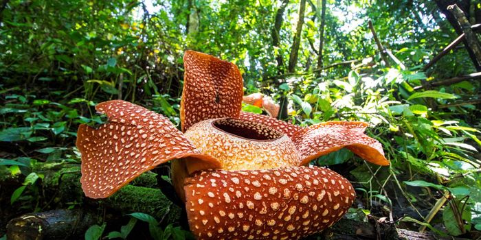 Does location sharing hurt or help endangered species?