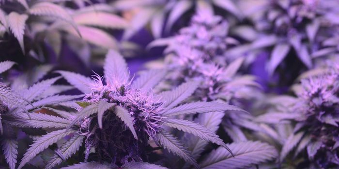 Study Explores Differences in THC Metabolism Among Young Adults