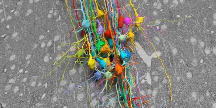 Scientists Use Tiny Mouse Brain Sample to Map Neuron Synapses