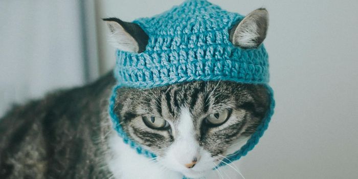 Knitted Beanie Hats Help Record Cat Brain Activity
