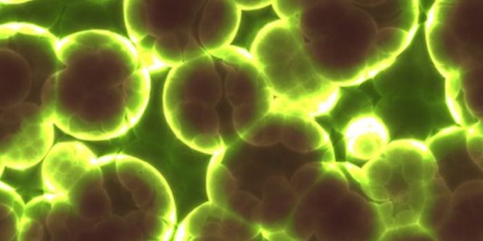 Revealing How Antibiotics Work Against Bacteria