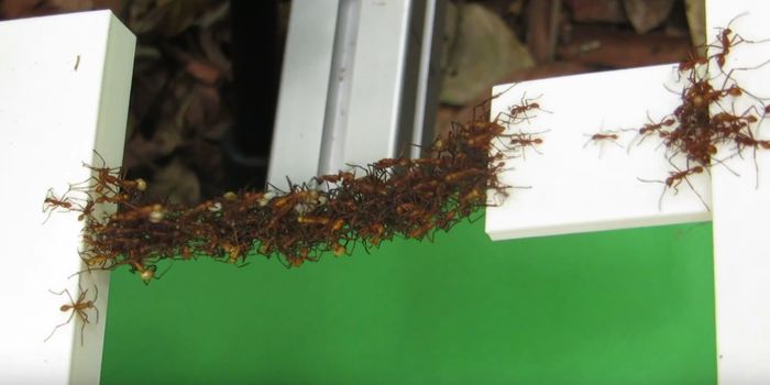 Watch Ants Make a Bridge Out of Themselves to Cross a Gap