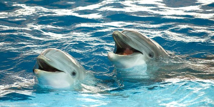 Dolphins to be moved to ocean sanctuaries