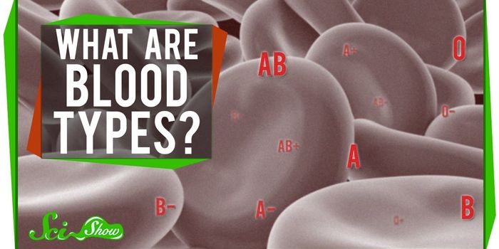 Why Are There Different Blood Types?