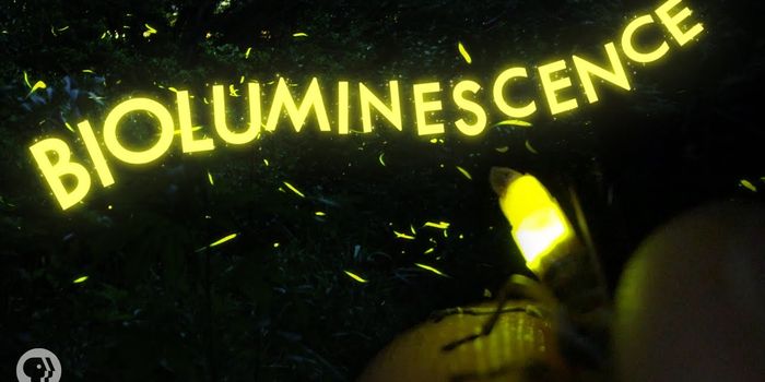 How Lightning Bugs Get Their Glow On