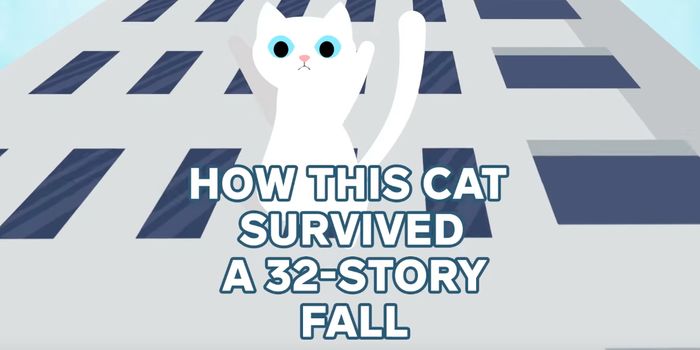 The Science Behind Cat Landings