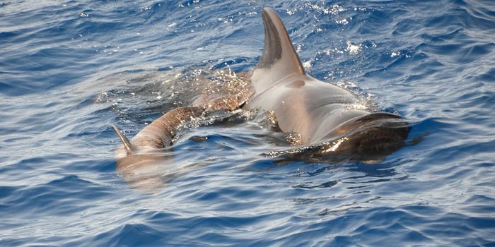 More Beached Pilot Whales Turn Up in Indonesia