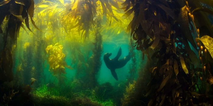 Playing Hide And Seek, Under Water