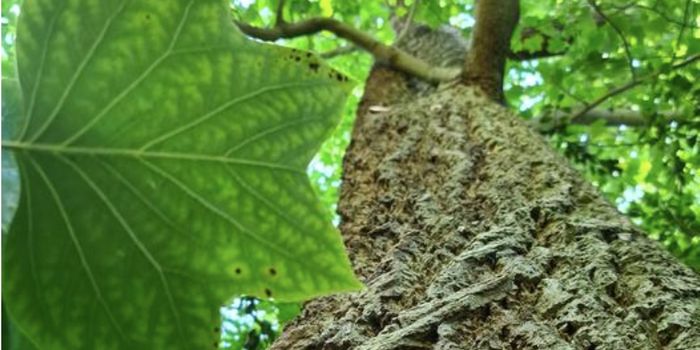 Tulip Trees - This Totally New Type of Wood Can Help Capture Carbon