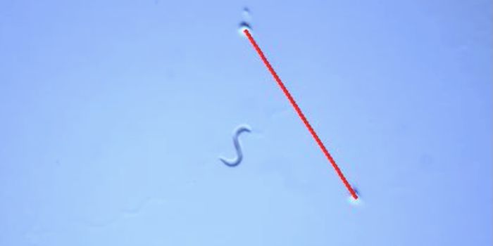 How Worms Can Help Researchers Learn More About PTSD