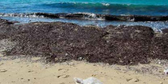 Bioremediation: the tool to combat our pollutants