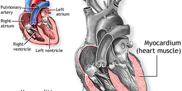 Researchers Find Previously Unknown Means of Viral Transmission: Virus particles travel in clusters, more deftly infecting cells than solitary viruses