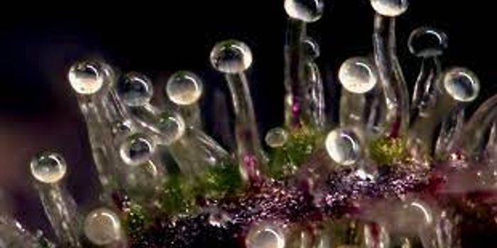 What Role Do Trichomes Play In The Cannabis Plant?