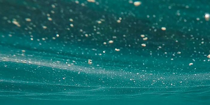 New Study Suggests Phytoplankton Will Thrive, not Decline