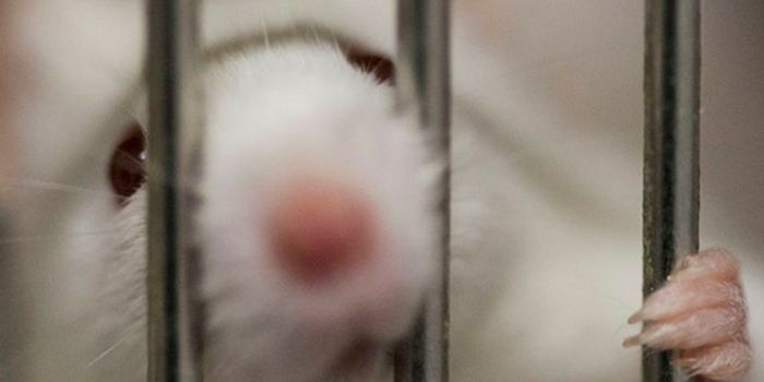 Probiotics Shown to Reverse Depression in Mice