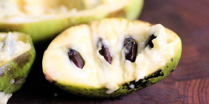 Have you ever heard of a pawpaw?