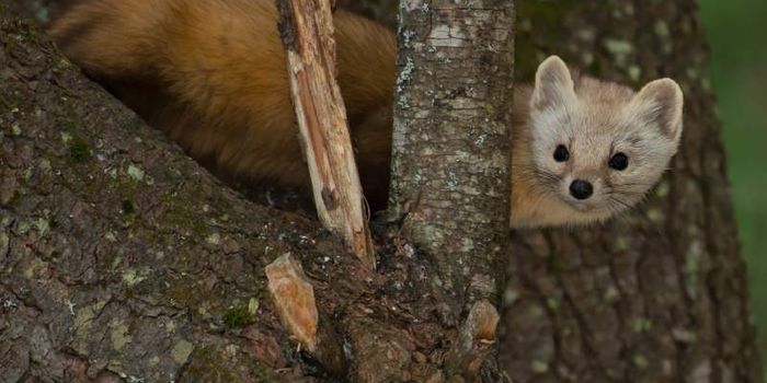How the weed industry is killing off California's wildlife