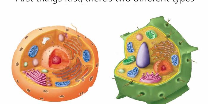 Cells Cells - Parts of the Cell Rap