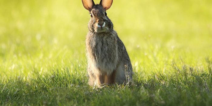 Rabbits in North America are Threatened by a Deadly Virus