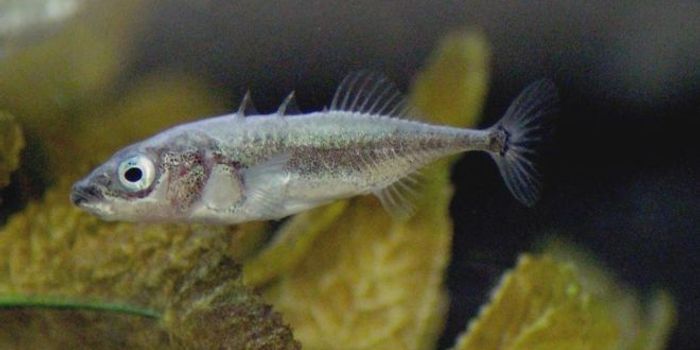 Fish Solve Problems By 'Pooling' Experience Collectively