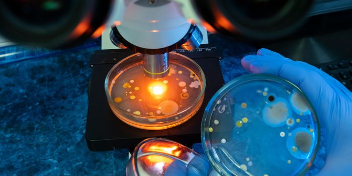 Tumor Bacteria Linked to Immunotherapy Resistance