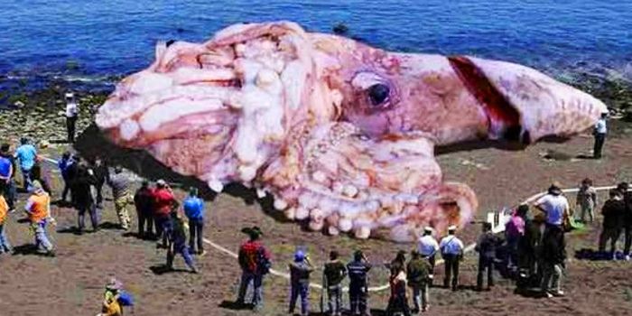 Check Out Some of the World's Abnormally Large Animals