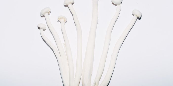 Genomic Research Could Help Better Treat Certain Fungal Infections