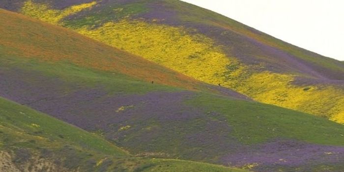 California's explosion of wildflower wonder