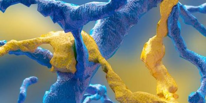 A Brain Map Made by Crowdsourcing