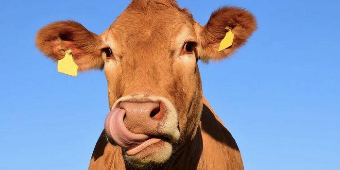 "Raised Without Antibiotics" Labels Found to be Misleading