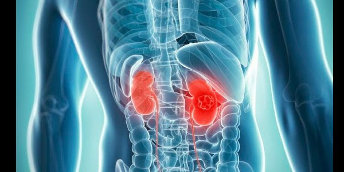 Cannabinoid Receptor Role in Inhibition of Renal Cell Carcinoma