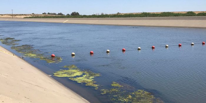 Heavy Precipitation Leads to the Reemergence of a California Lake