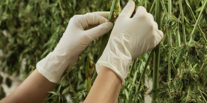 New Venture Will Commercialize Products From Cannabis Research