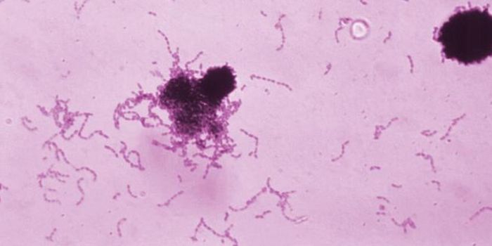 A Cavity-Forming Germ Gets a Little Help From a Gene Cluster
