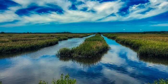 Are marshes on the Mississippi Delta at a point of no-return?