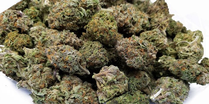 Cannabis Use During Palliative Care Prolonged Survival For Patients With Aggressive Cancer