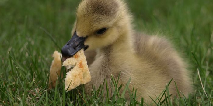 Love Feeding Ducks? Avoid Giving Them Bread
