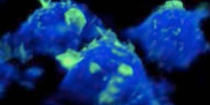 Powerful Imaging Reveals Immune Cells on Patrol
