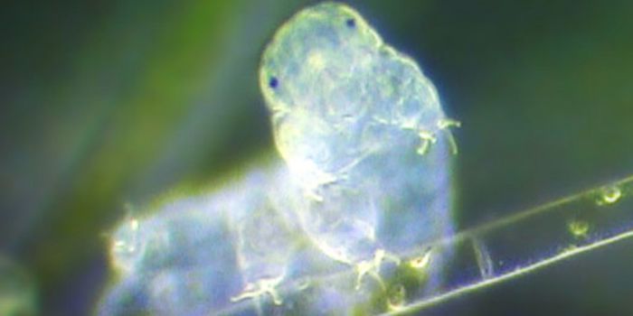 World's toughest animal has tons of foreign DNA