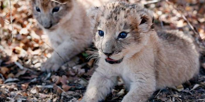 First Lion Cubs Born Via Artificial Insemination Prove Healthy